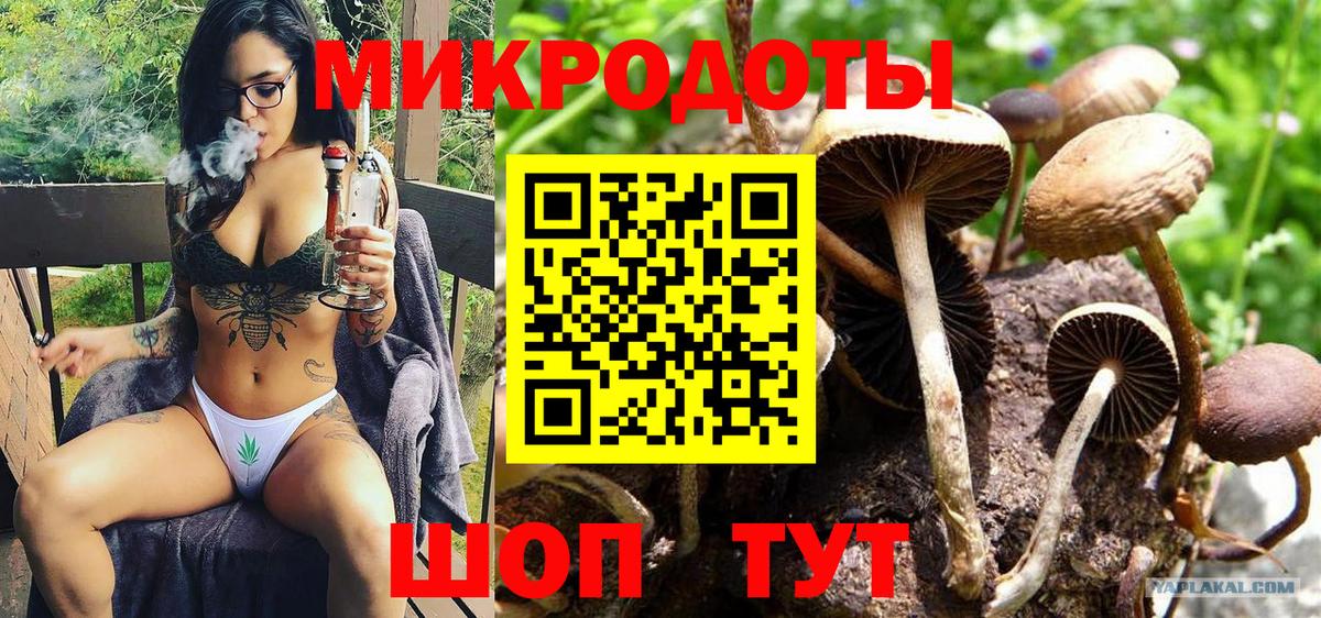 Псилоцибиновые грибы Psilocybe Кузнецк